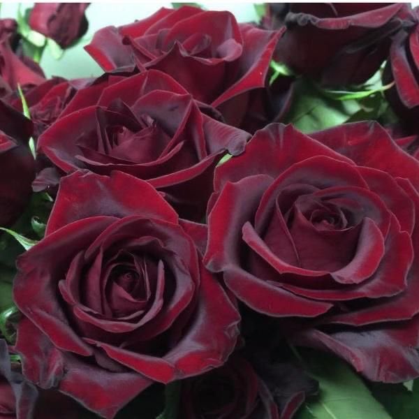 Racoon_Caramel's tweet photo. reply for a color †(‘ー’*)β☆*ﾟ¨ﾟﾟ･*
(Alice Madness Returns my life and I wanna be Lestat)

character
aesthetic
food
flower https://t.co/q0NvBTsWYV