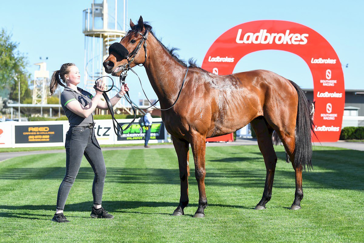 HowleyRacing's tweet photo. Platinum Destroyer winning well again @SthsideRacing - Cranbourne today. This progressive son of Smart Missile put the race away quickly when Ethan Brown found the gap. Exciting times ahead for his fantastic ownership group https://t.co/4IfehHY2L0
