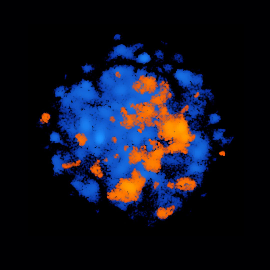 IRBBarcelona's tweet image. 🍂Welcoming #October with this amazing #ImageOfTheMonth!

🧫"Molecular Clouds" is a representation of the old #IRBBarcelona Chemical Library (🟠orange), together with the new one (🔵blue).

📸@acomajuncosa et al. (Structural Bioinformatics &amp;amp; Network Biology, led by Dr. @ptck72).