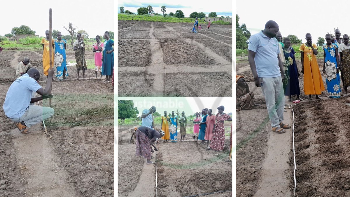 Fsd_Africa's tweet image. 🌽 Growing Resilience in Gogrial West! 👩‍🌾 
In the past month we supported 5000+ farmers build #demofarms to increase their Resilient Livelihoods to Threats and Crises in South Sudan. Have a look at their initial and current progress @FAOSouthSudan @NorwayinSSudan @mafs_ss