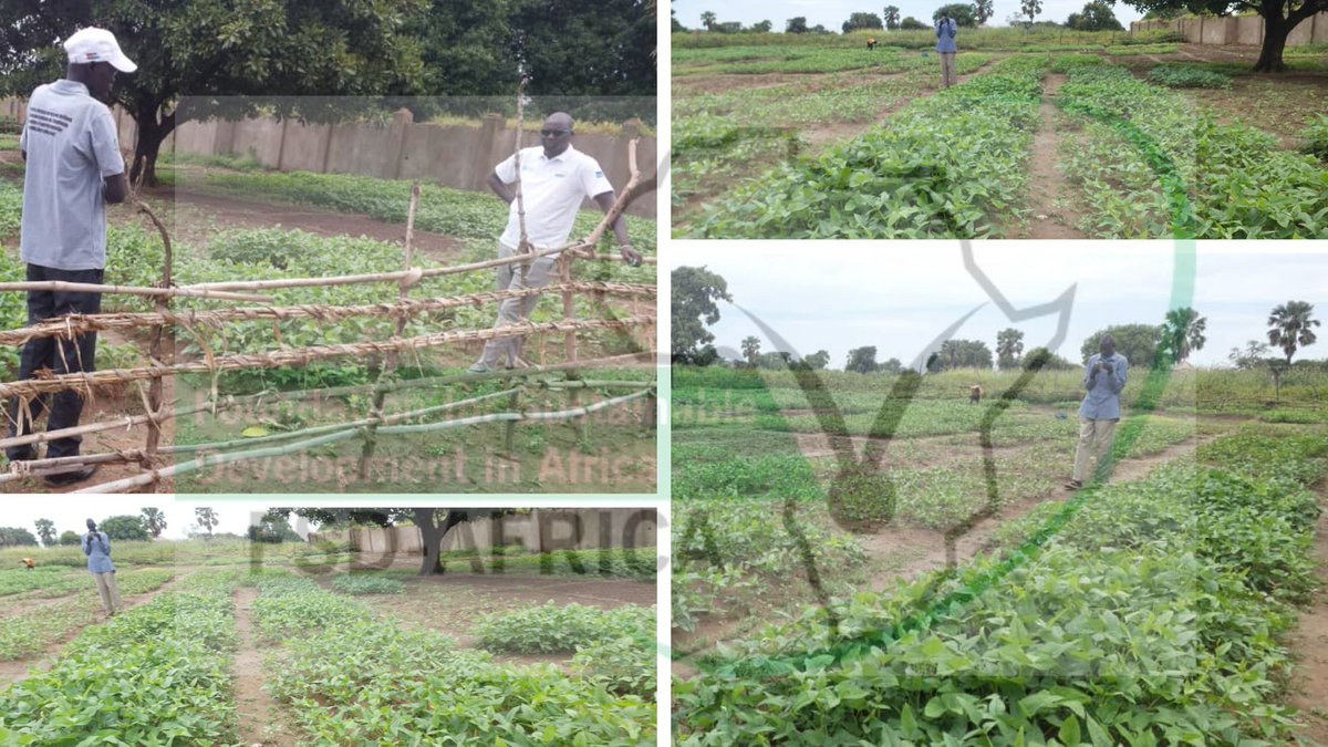 Fsd_Africa's tweet image. 🌽 Growing Resilience in Gogrial West! 👩‍🌾 
In the past month we supported 5000+ farmers build #demofarms to increase their Resilient Livelihoods to Threats and Crises in South Sudan. Have a look at their initial and current progress @FAOSouthSudan @NorwayinSSudan @mafs_ss