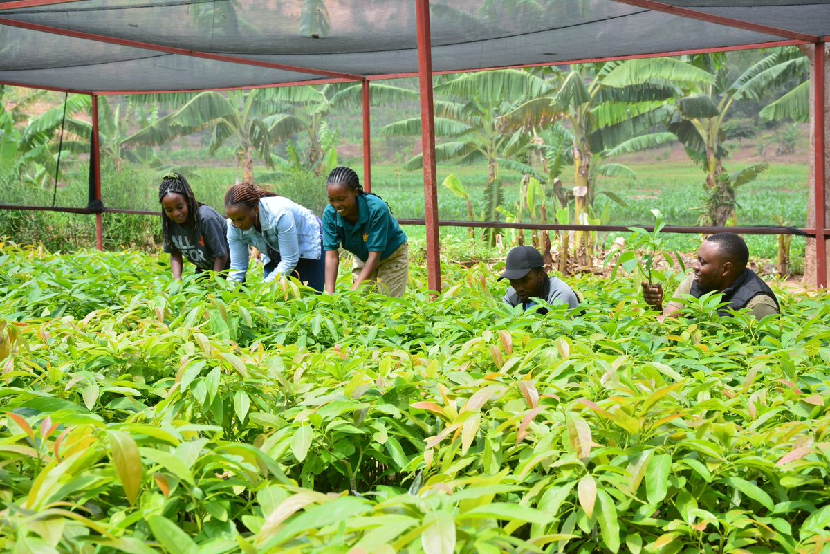 GreengoalR's tweet photo. Start this month off right with our premium seedlings. Ready to enhance your farm? Join the #GreenGoalHub community and discover our passion for nurturing community farms and land.

To place your order, contact us at:
📞 +250790124956
💌 info@greengoalhub.org

Let’s grow together https://t.co/bBwaXWc6Vi