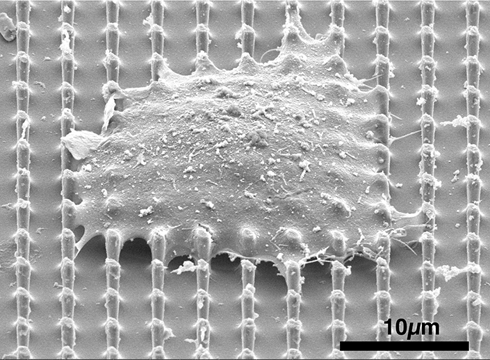 UCSD Engineering (@ucsdjacobs) on Twitter photo Engineers have developed a technology to overcome one of biology's toughest barriers: a cell's nucleus. They've crafted nanopillars that can create tiny openings in the nucleus—without damaging the cell’s outer membrane. <a href="/Zjahed/">Zeinab Jahed</a> <a href="/Ali_sariiiiii/">Ali Sarikhani</a> @NANO_UCSD today.ucsd.edu/story/nanopill… Engineers have developed a technology to overcome one of biology's toughest barriers: a cell's nucleus. They've crafted nanopillars that can create tiny openings in the nucleus—without damaging the cell’s outer membrane. <a href="/Zjahed/">Zeinab Jahed</a> <a href="/Ali_sariiiiii/">Ali Sarikhani</a> @NANO_UCSD today.ucsd.edu/story/nanopill…