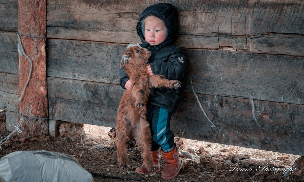 damun720's tweet photo. Ямаа самнах ажилд туслаад зогсож байгаа нь 🥰

#goat #mongoliancashmere #cashmere #cashmereclothing #sustainablefashion #luxuryfashion #ethicalfashion #softtexture https://t.co/9wgZJc7BSs