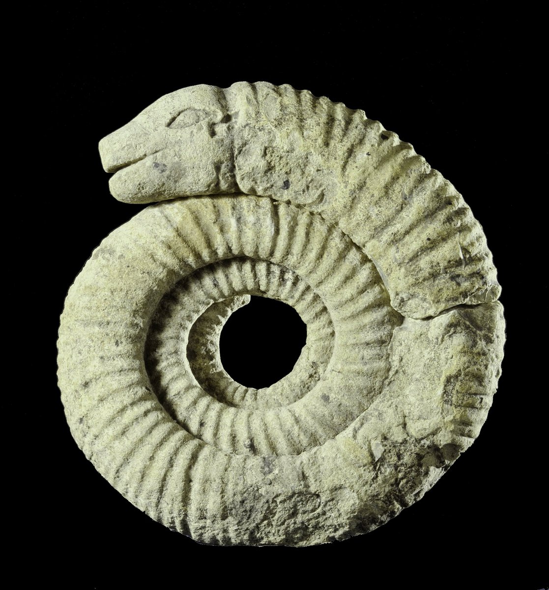 Snakes, toad stones and fairy loaves – magical tales and folklore of fossils - You won't want to miss this #Halloween look behind the scenes in the fossil collections <a href="/Museum_Cardiff/">Amgueddfa Caerdydd</a> 
📆31/10/24
⏰2pm
🎟️£8 museum.wales/cardiff/whatso…