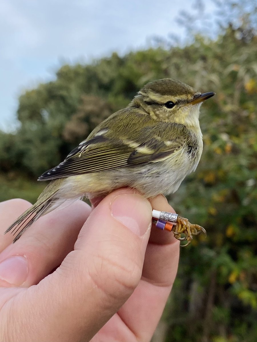 Up to 4 Yellow-browed Warblers ringed at Walsey now this autumn (only 3 have ever been ringed at the site), with another few unringed birds around! 💛 colour ringed as part of a new national project <a href="/Dan_Gornall/">Daniel Gornall</a>