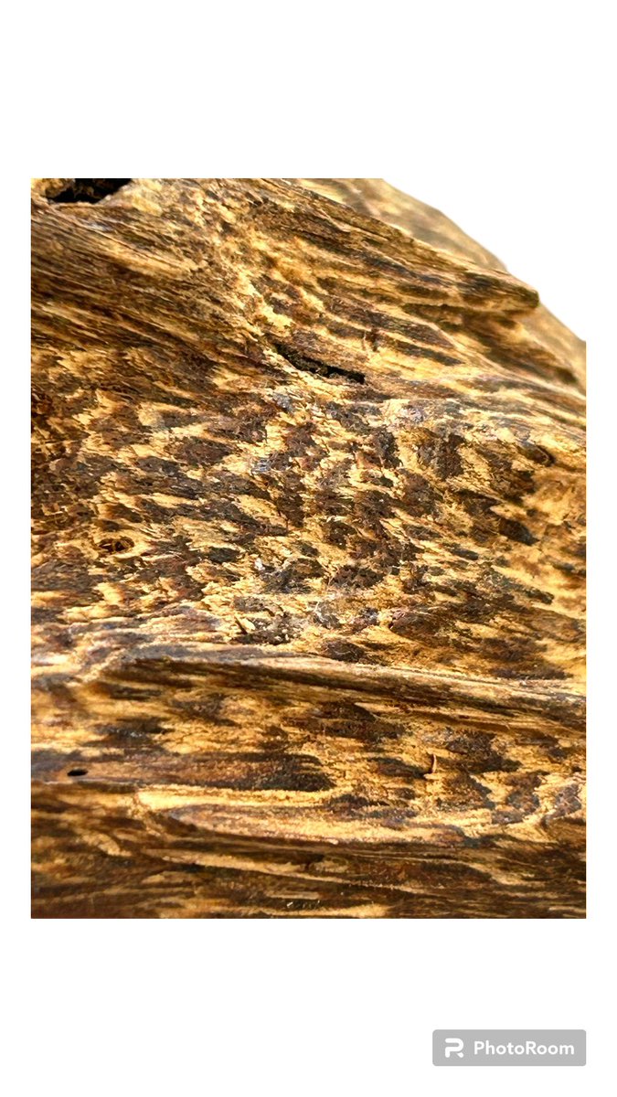 OUD_Valley_OUD's tweet photo. Wild OUD Agarwood Cambodia 
Location: Dubai https://t.co/x1BLwaryLd