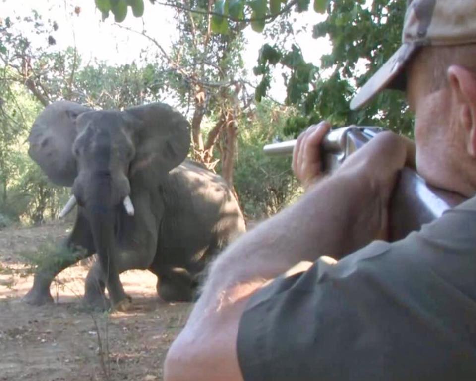 Zambia-based international conservation body African Rivers on Tuesday voiced opposition to plans of culling elephants in Southern Africa after a severe drought recently hit the region. <a href="/dendresner/">dendrez</a>  english.news.cn/20241002/3090c…