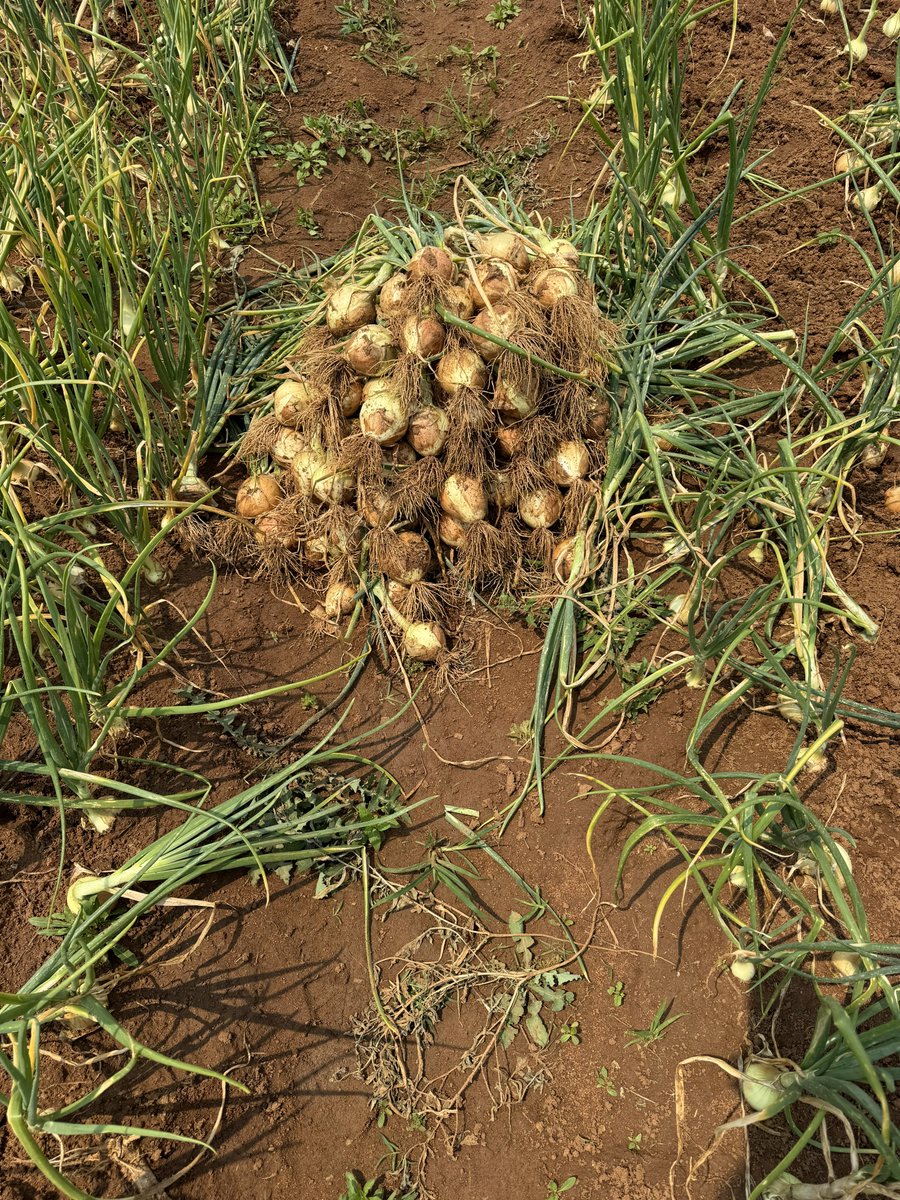 I can’t believe we are finally at the end of our onion season. 🙌🏾

Next up - drying them for the rainy season market.
