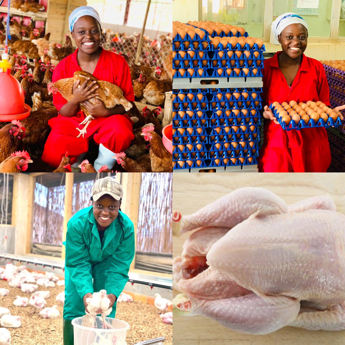 SangwaSifa's tweet image. 🐓 Broilers vs. Layers: Key Differences Every Farmer and Enthusiast Should Know.

Understanding the difference between broilers (meat producers) and layers (egg producers) is key to optimizing your poultry farming operations.

Let’s break down the important differences:

1.…