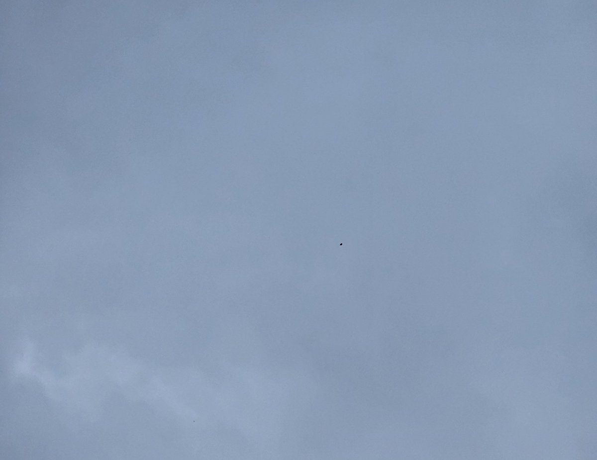 ScottoftheMarsh's tweet photo. My first Redwing of the autumn just gone overhead near Kendal #tseep #CumbriaBirds https://t.co/gIjba1PoCE
