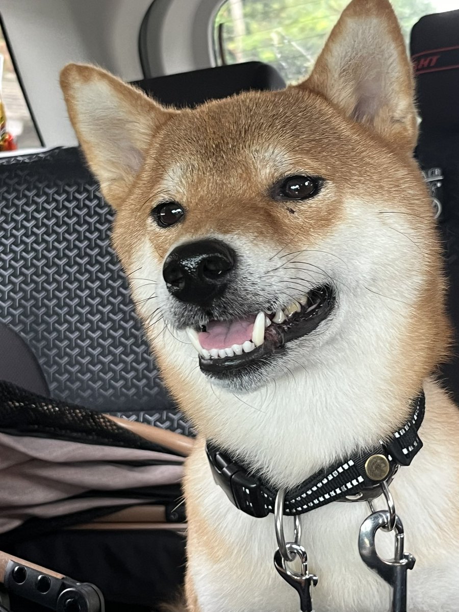 🐕柴犬のぽんた🐕 (@ponponta0202) / Posts / X