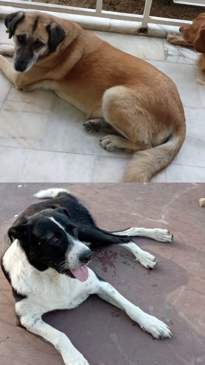bsn439's tweet photo. @kemalcebichp @Kucukcekmecemiz Ekipleriniz istasyon mah.Mali müşavirler sitesinin ordan baktığımız iki köpeğimizi https://t.co/r4JFVozawV almadık deyip konuyu kapatıyorlar.evlatlarımı geri istiyoruz @kemalcebichp @eczozgurozel @IBBcozummerkezi @ekrem_imamoglu #YasaDegilCinayet https://t.co/x79VatCXte