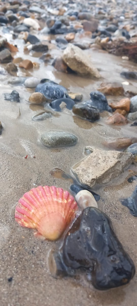 fotobuni's tweet photo. Pink scallop shell on the beach after the storm, I threw this one back in 🙂🐚 #pinkscallop #pinkshell #seashell #beach #afterthestorm #shell @utktun @UweSteiner @silverpebble @to_glasgow @jcurtisart https://t.co/Nzdhu0LEVQ