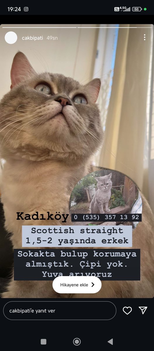 Bu güzelliği sokakta buldum malesef çipi yok. Ailesini bulamadık. Sokakta çok dayak yemiş heryeri yara içindeydi. Kısırlaştırma ameliyatını oldu ev nüfusu kalabalık olduğu için onu çok sevip terk etmeyecek yuvasını arıyorum.