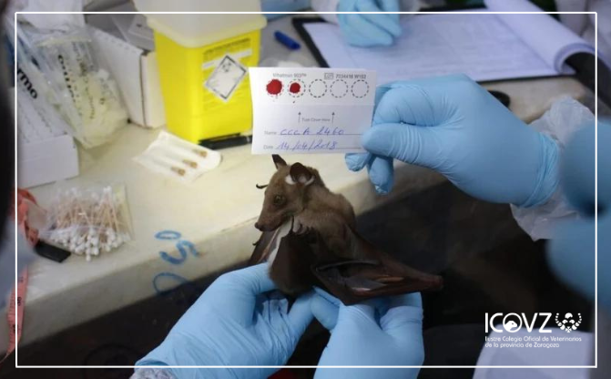 📄🦇 Publican nuevas directrices para la vigilancia de enfermedades con el fin de proteger a la fauna silvestre.
🔗 Para más información visita nuestra web: i.mtr.cool/sqmsfiirsc
#Ponunveterinarioentuvida #Ponunveterinarioentumesa