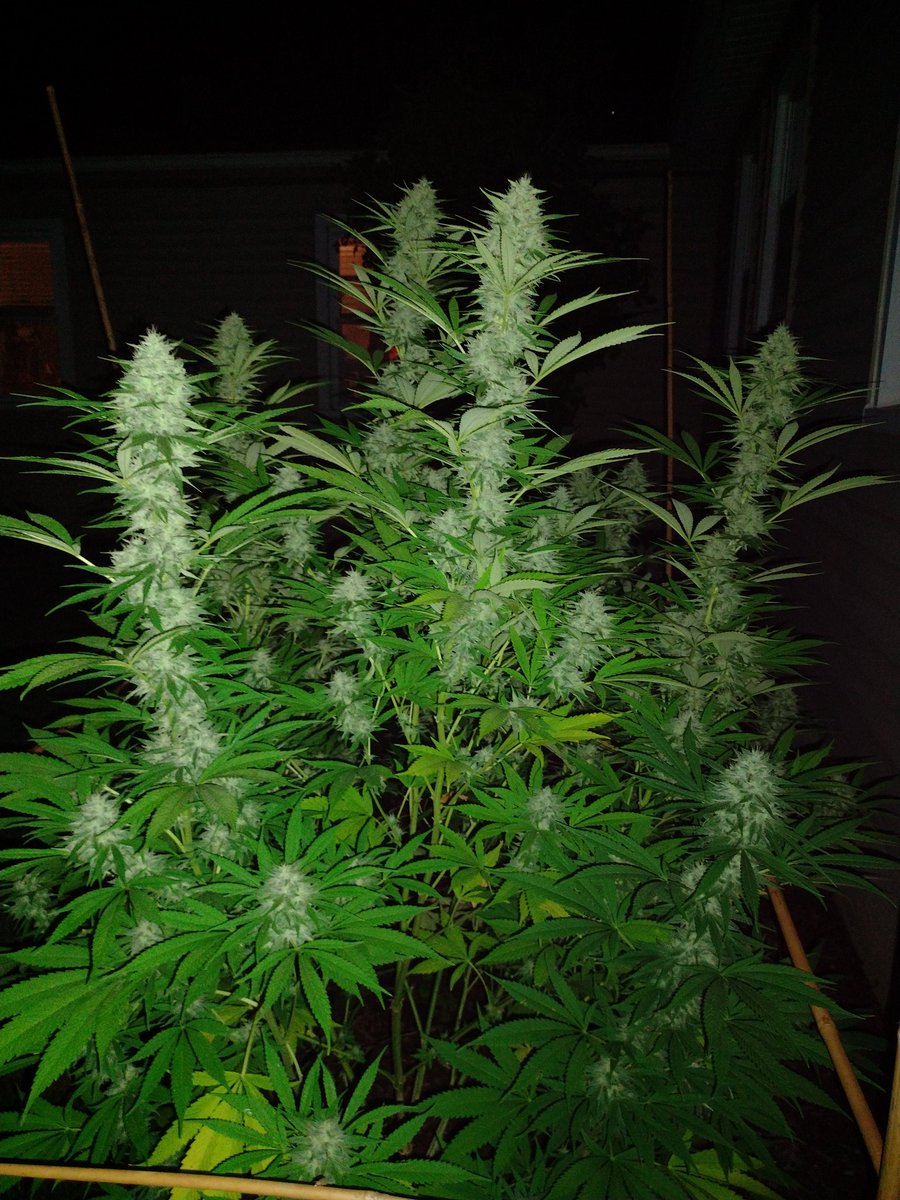 NY Chunk 

Last pic before chop. Found 3 small spots of bud-rot...

Wasn't an easy choice, but I'd rather harvest a week early than have to cut out anymore.