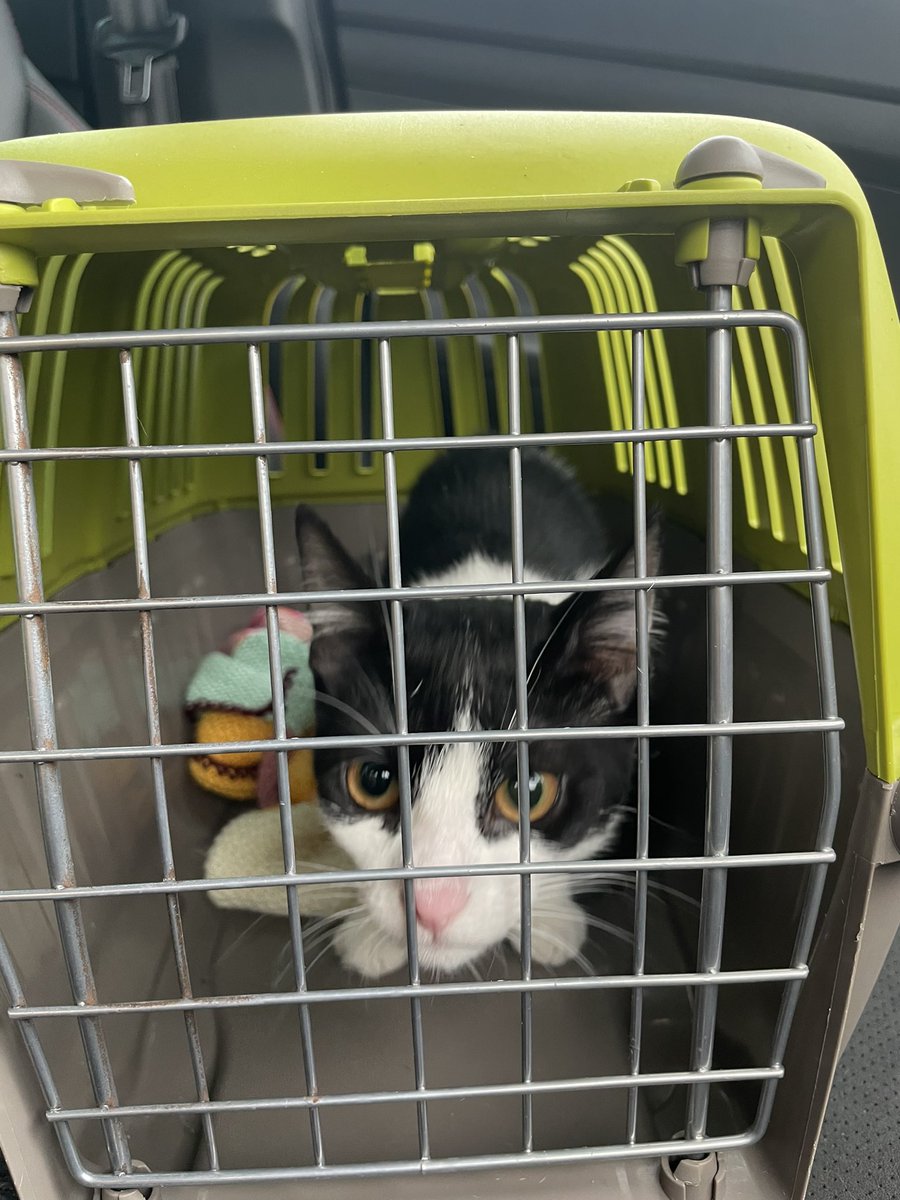 Whiffenpuff's tweet photo. Koala is already missing 2 brain cells from her previous 2 GA’s when she was little. About to lose another as she is spayed. 🥴

She has been smoozing me since 4am for food. 🤦🏼‍♀️ #KittenOfTwitter https://t.co/E2tUsYSs39