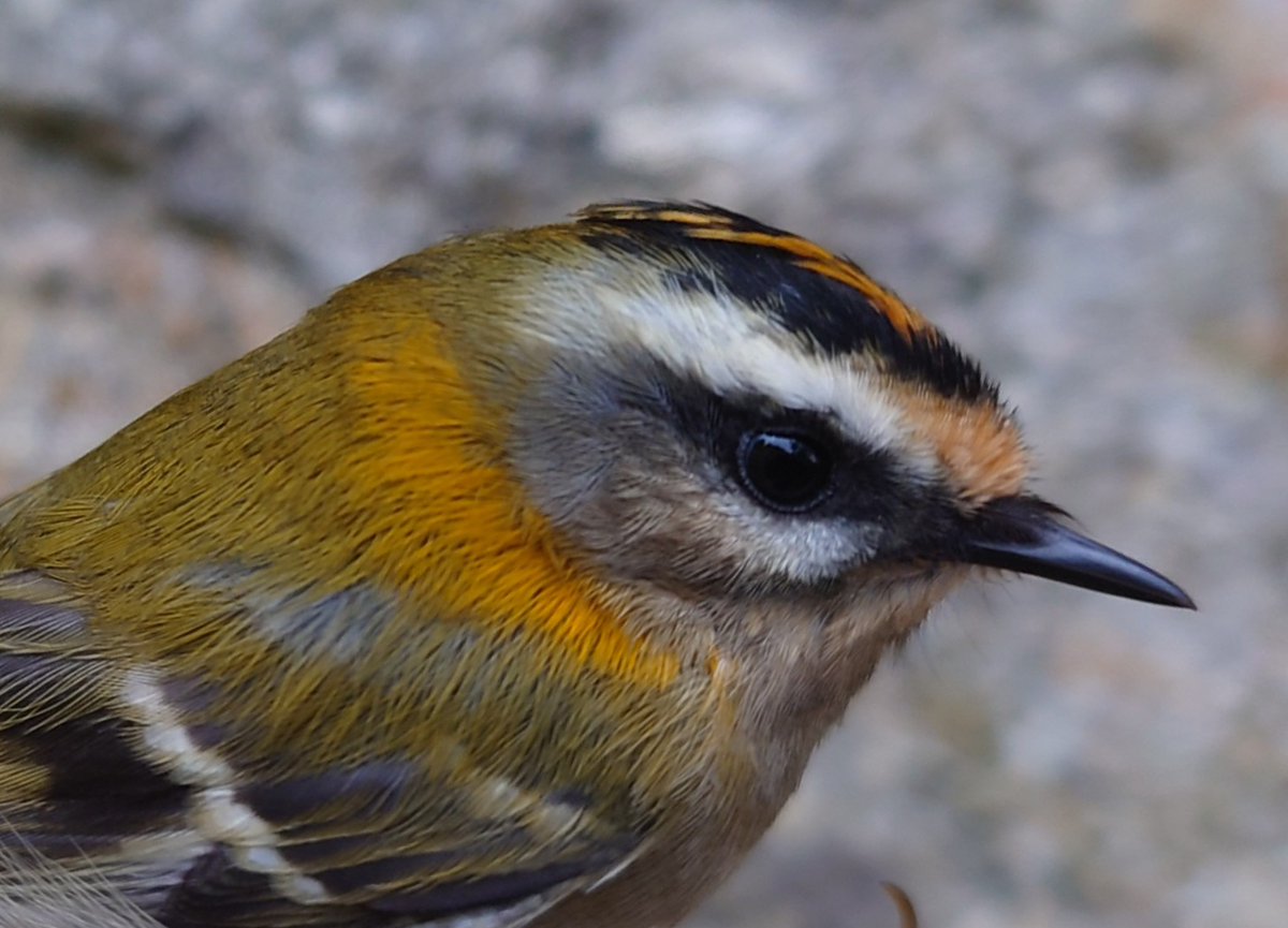First Redwing of the autumn logged just now, plus Firecrest 📷 trapped and ringing this morning and a single Spotted Flycatcher still present, all top of Millcombe