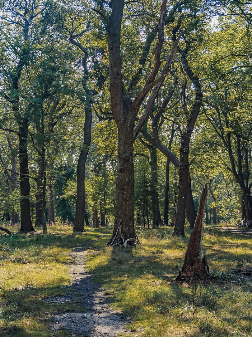 3/5 London country

It's hard to get summer woodland shots around midday but I was quite pleased with this one in Epping Forest near to #Chingford on the #London Loop.
.
#photography
#naturephotography
#tree
#landscape
#londonloop
#hiking
#walking