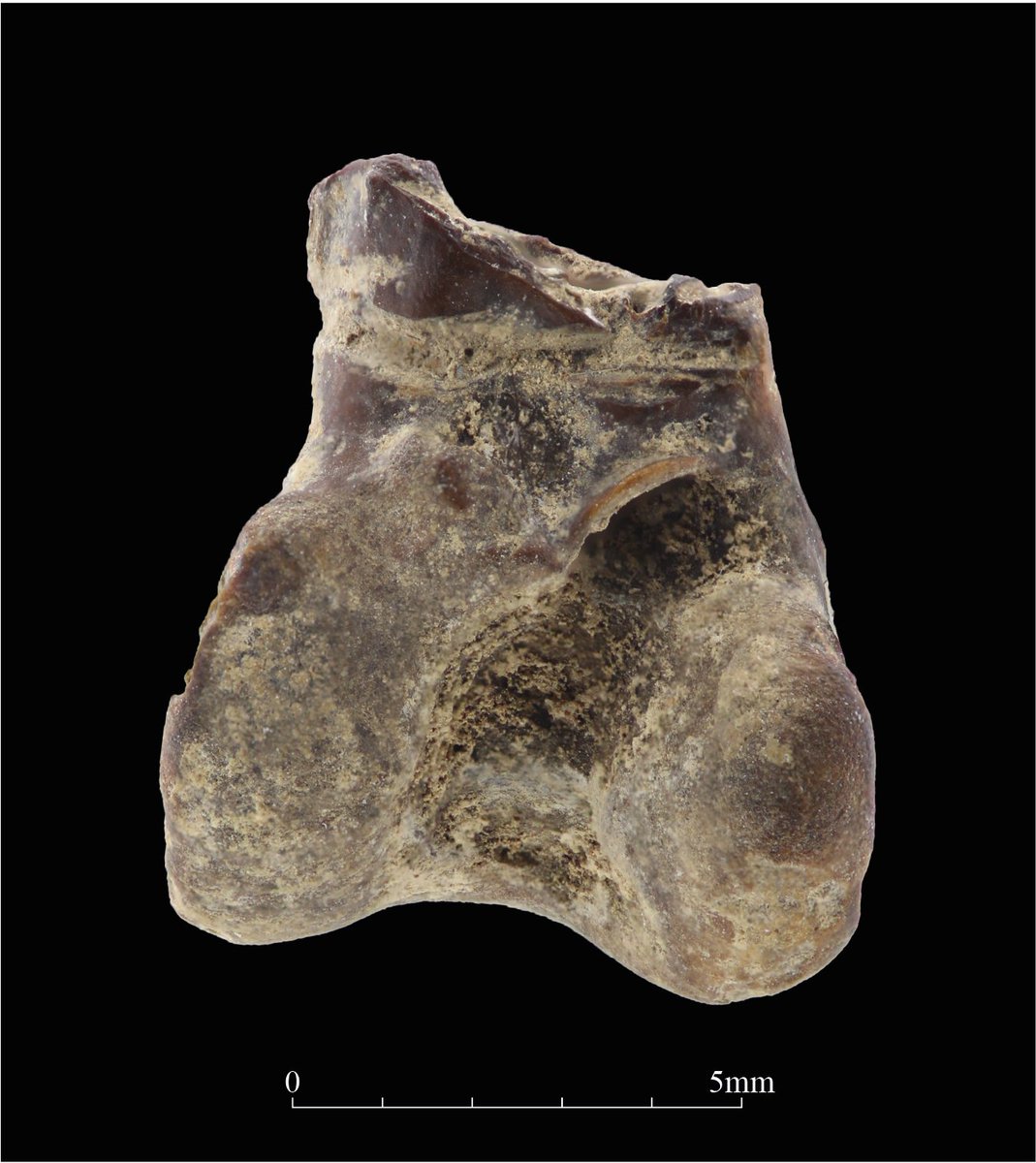 If you want to know more about #Natufian body decorations and 🐦birds in the symbolic sphere during the Neolithic transition of SW Asia, come check the Bonetool of the Month by the WBRG 🦴 of <a href="/ICAZ_News/">ICAZ News</a> 
wbrg.net/bonetool-of-th…