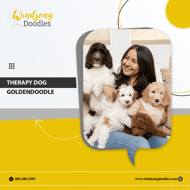 labradoodlemoon's tweet image. Transform lives with a therapy Goldendoodle! Our carefully selected pups are trained and certified to bring comfort and joy to those in need. Make a difference today!

bit.ly/3QIHsFD 

#WindsongDoodles #TrainedGoldendoodle #CaliforniaPets #DogTraining