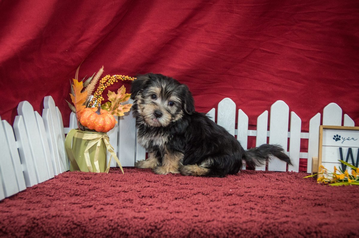 MichiganPuppy's tweet image. We have beautiful new Morkie puppies for you to meet! Find them at michiganpuppy.com/product-catego…

#puppiesavailable #availablepuppies #cutepuppies #adorablepups #morkiepuppies #morkies