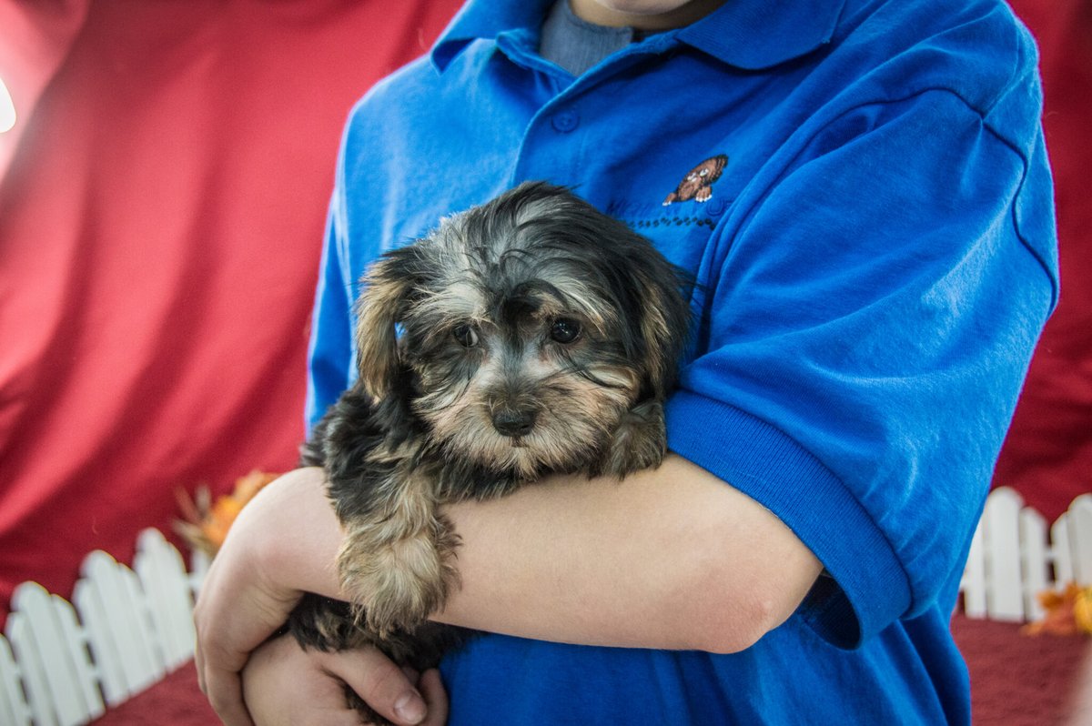 MichiganPuppy's tweet image. We have beautiful new Morkie puppies for you to meet! Find them at michiganpuppy.com/product-catego…

#puppiesavailable #availablepuppies #cutepuppies #adorablepups #morkiepuppies #morkies