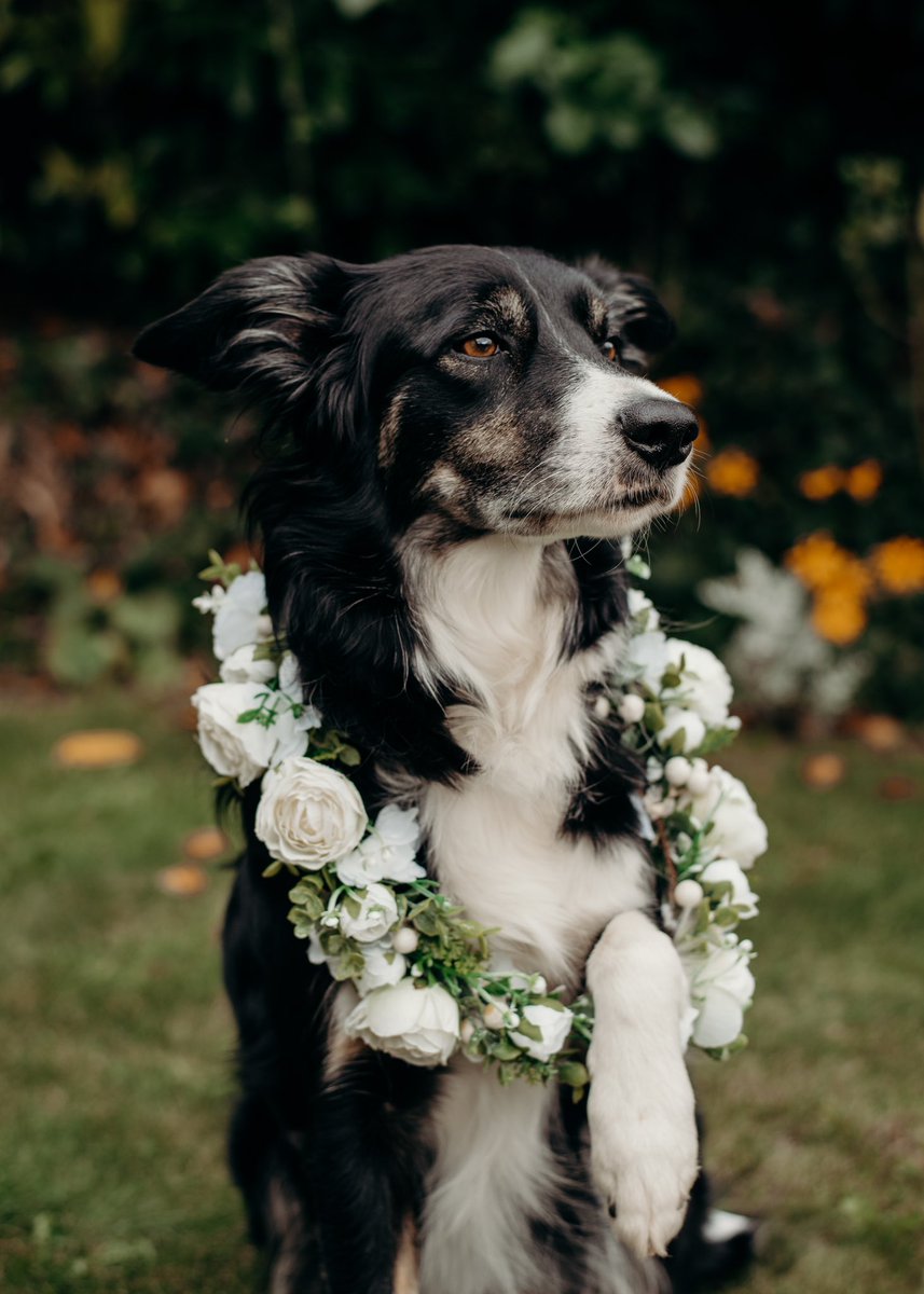 Francesca Ellis tweet media