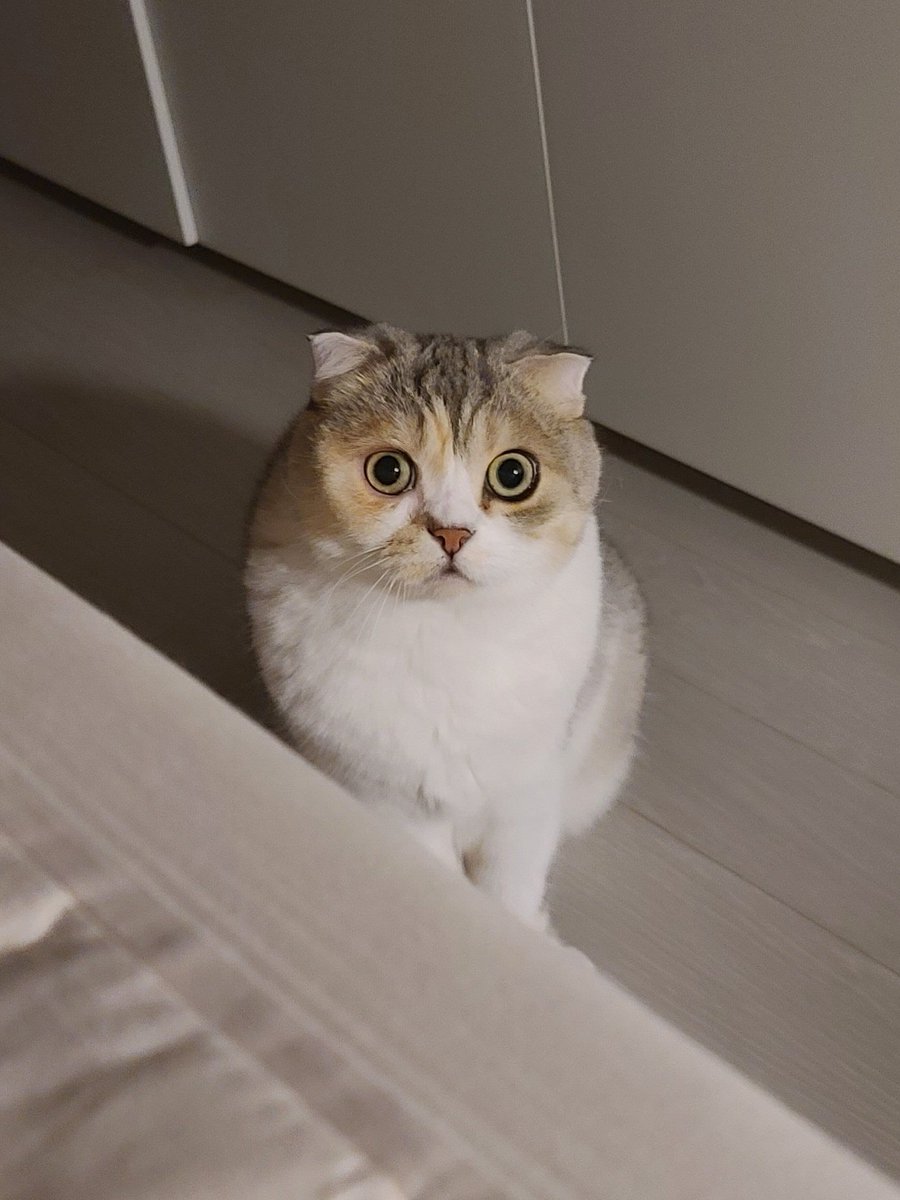 osori312's tweet photo. 안녕, 모찌. 네가 떠나고 벌써 한 달이 지났는데 이제야 네 사진을 돌아볼 수 있게 되었다. 처음엔 그렇게 사나웠으면서, 마지막에는 어찌나 그리 순하던지. 그래서 널 보내기 더 힘들었나 봐. 마지막까지 견뎌줘서 고마워. 네 덕분에 힘든 시기에 큰 위로가 되었어. 나중에 다시 만나자. 고마웠어. https://t.co/q8MusDHRKC