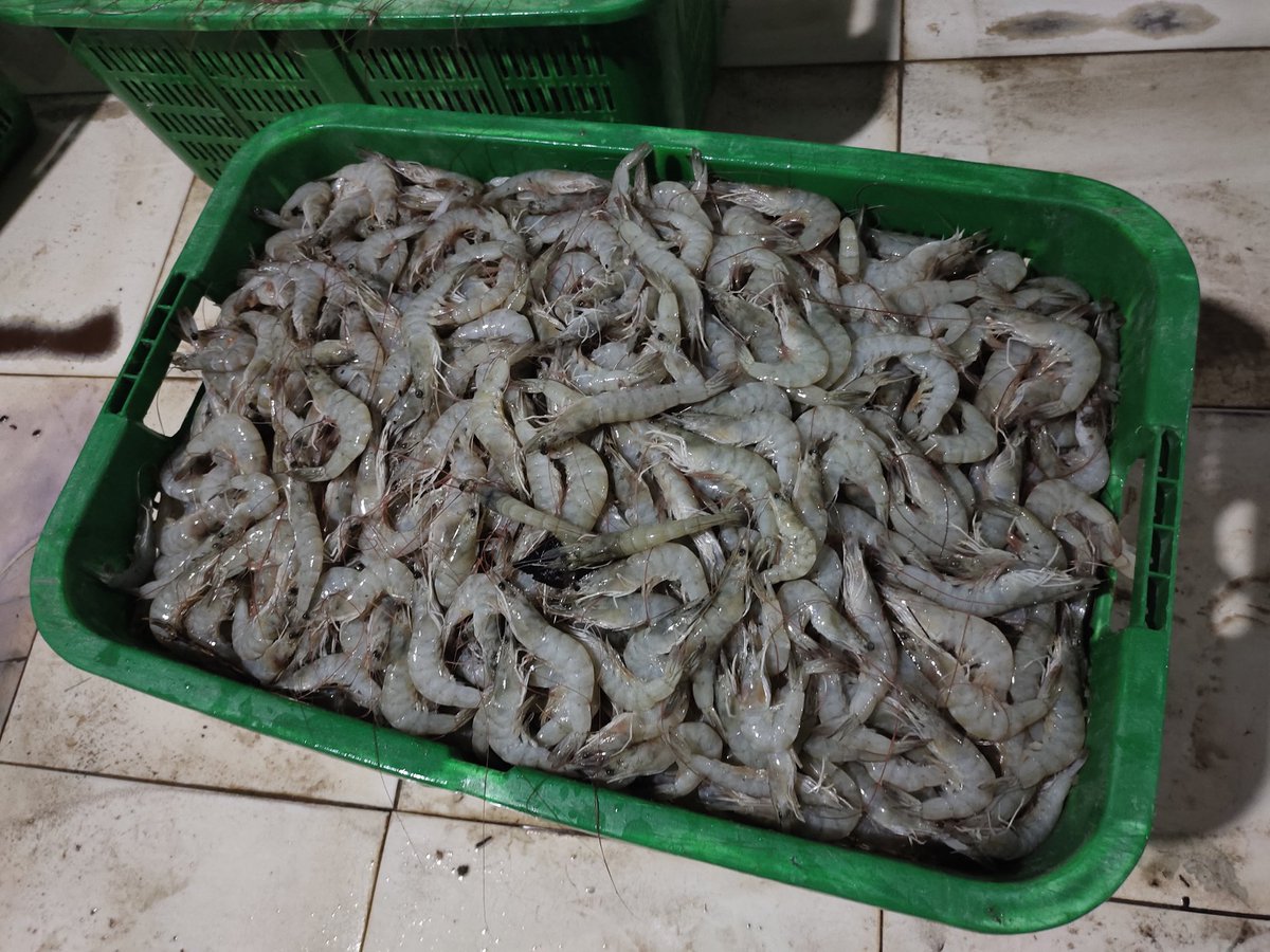 Fridudin tweet media