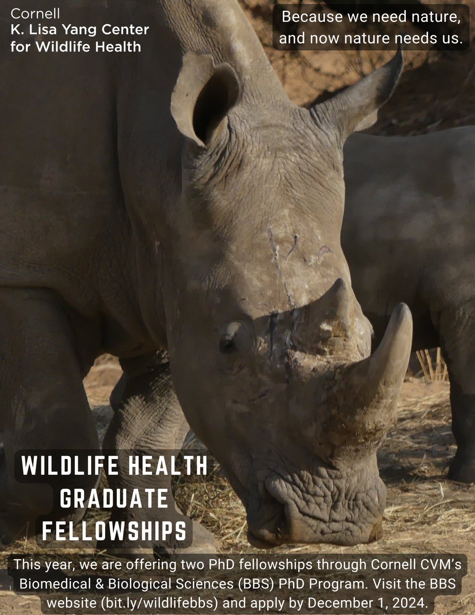 Cornell Yang Center for Wildlife Health (@wildlifecornell) on Twitter photo Two new <a href="/WildlifeCornell/">Cornell Yang Center for Wildlife Health</a> Graduate Fellowship opportunities! Students who successfully complete their first year of the <a href="/Cornell_BBS/">Cornell BBS PhD Program</a> PhD Program and match with a #wildlifehealth faculty mentor will be eligible. <a href="/CornellGrad/">Cornell Grad School</a> <a href="/Cornell/">Cornell University</a> <a href="/cornellvet/">Cornell University College of Veterinary Medicine</a>
Learn more: vet.cornell.edu/education/biom⦠Two new <a href="/WildlifeCornell/">Cornell Yang Center for Wildlife Health</a> Graduate Fellowship opportunities! Students who successfully complete their first year of the <a href="/Cornell_BBS/">Cornell BBS PhD Program</a> PhD Program and match with a #wildlifehealth faculty mentor will be eligible. <a href="/CornellGrad/">Cornell Grad School</a> <a href="/Cornell/">Cornell University</a> <a href="/cornellvet/">Cornell University College of Veterinary Medicine</a>
Learn more: vet.cornell.edu/education/biomā¦