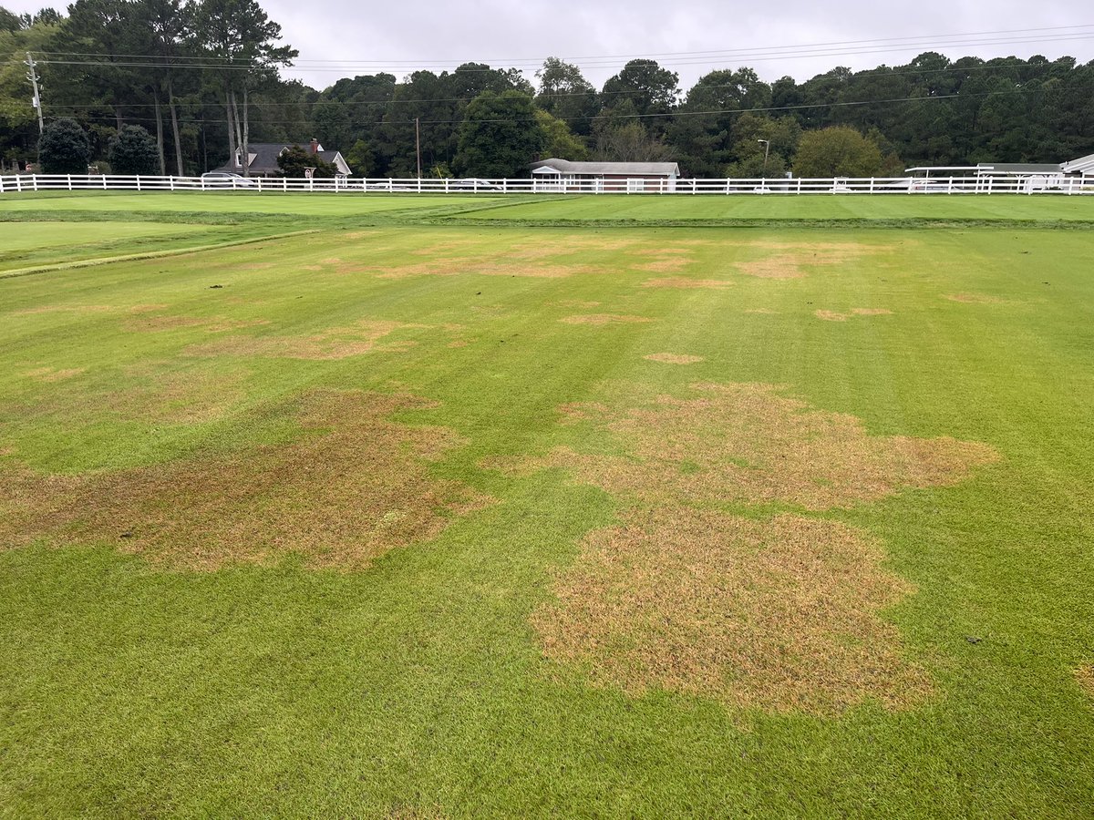 turfbutler's tweet image. I think it’s safe to say Rhizoctonia solani (large patch) is loving these conditions in Raleigh, NC on ‘Zeon’ zoysia!