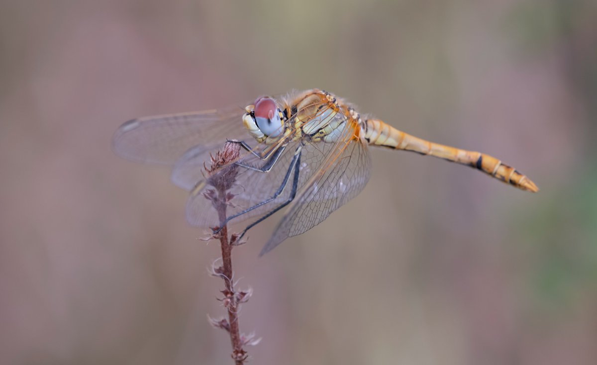 Bob Eade tweet media