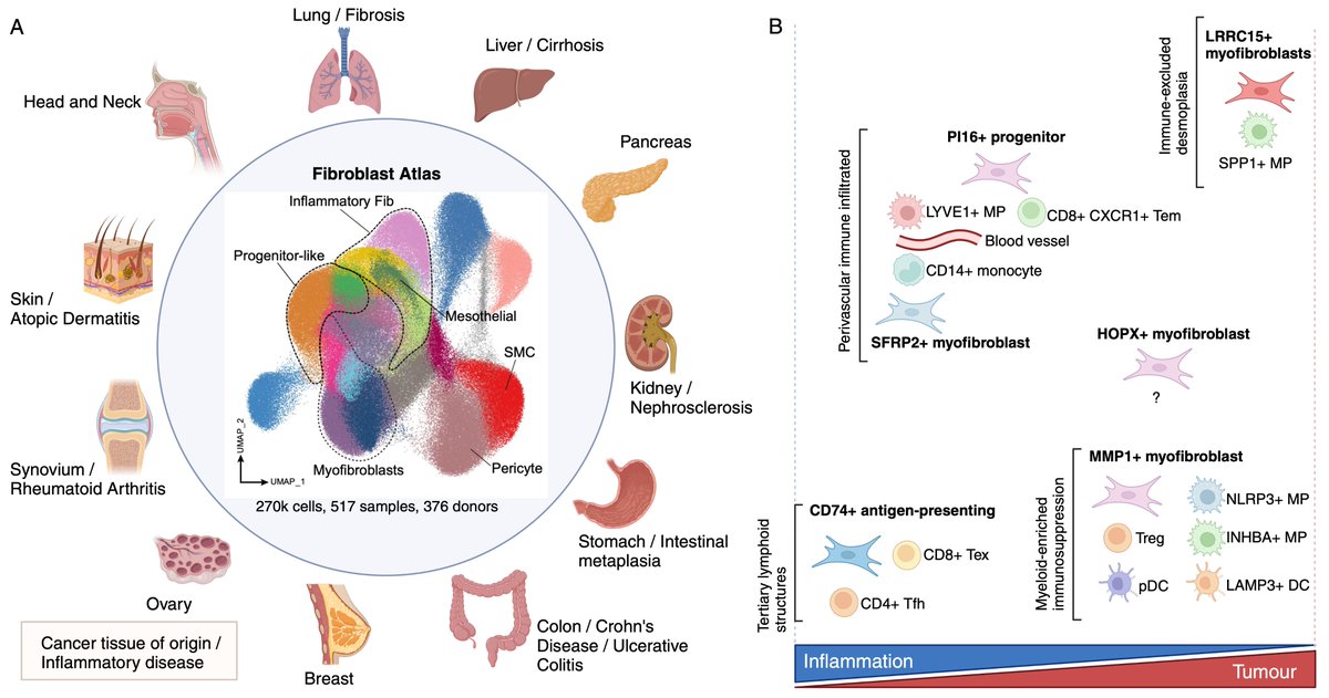KoplevS's tweet image. New preview article in Cancer Cell: Universal and tissue-specific fibroblasts in chronic inflammation and cancer cell.com/cancer-cell/ab…