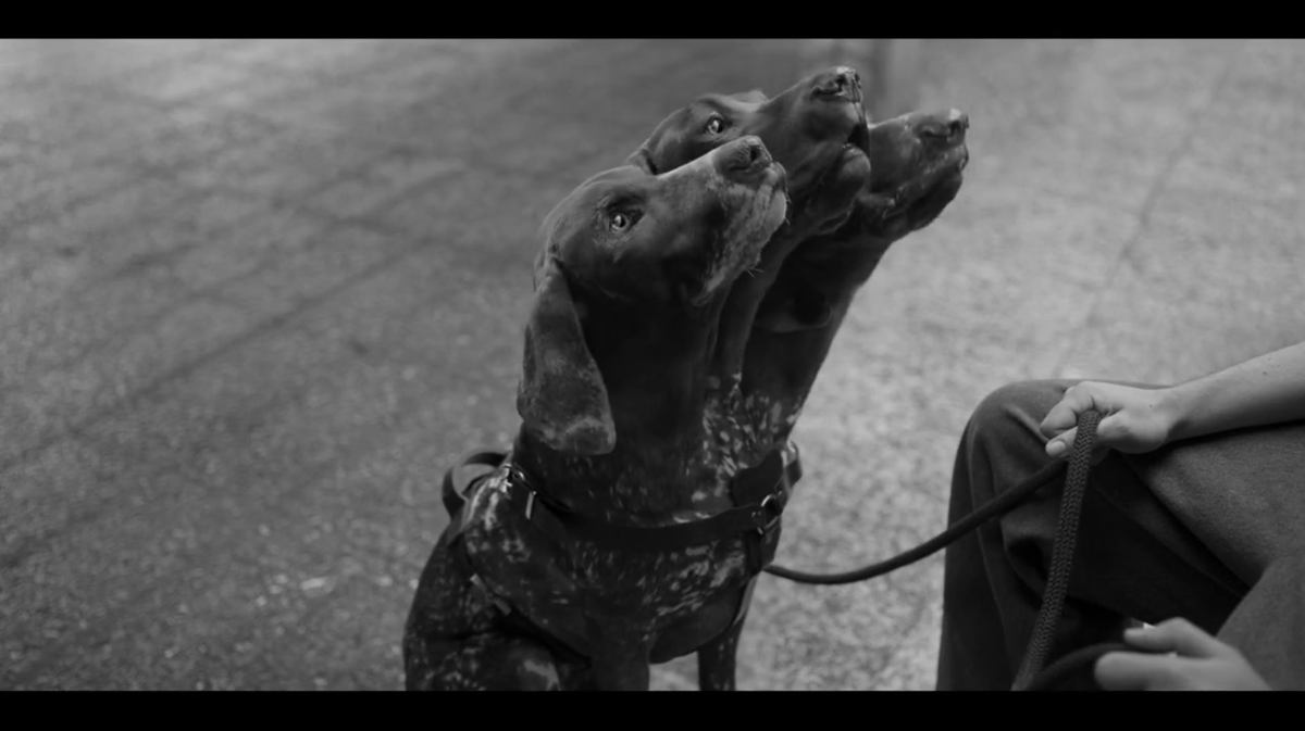 ventolin's tweet image. Fotis es mi perrito favorito de la tele este 2024. #KAOSNetflix #KAOS