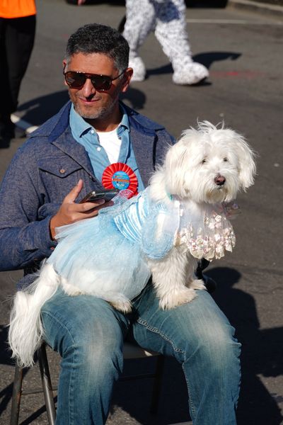 NJRoselle's tweet photo. Calling all humans and dogs - this Saturday is our Doggie "Pawrade". Bring the family out from noon to 4pm and "Pawty" on Chestnut Street. We're looking for best doggie costumes, cutest pooch, along with other awards to be given out. Food and music for the humans. https://t.co/sExXshYoDe