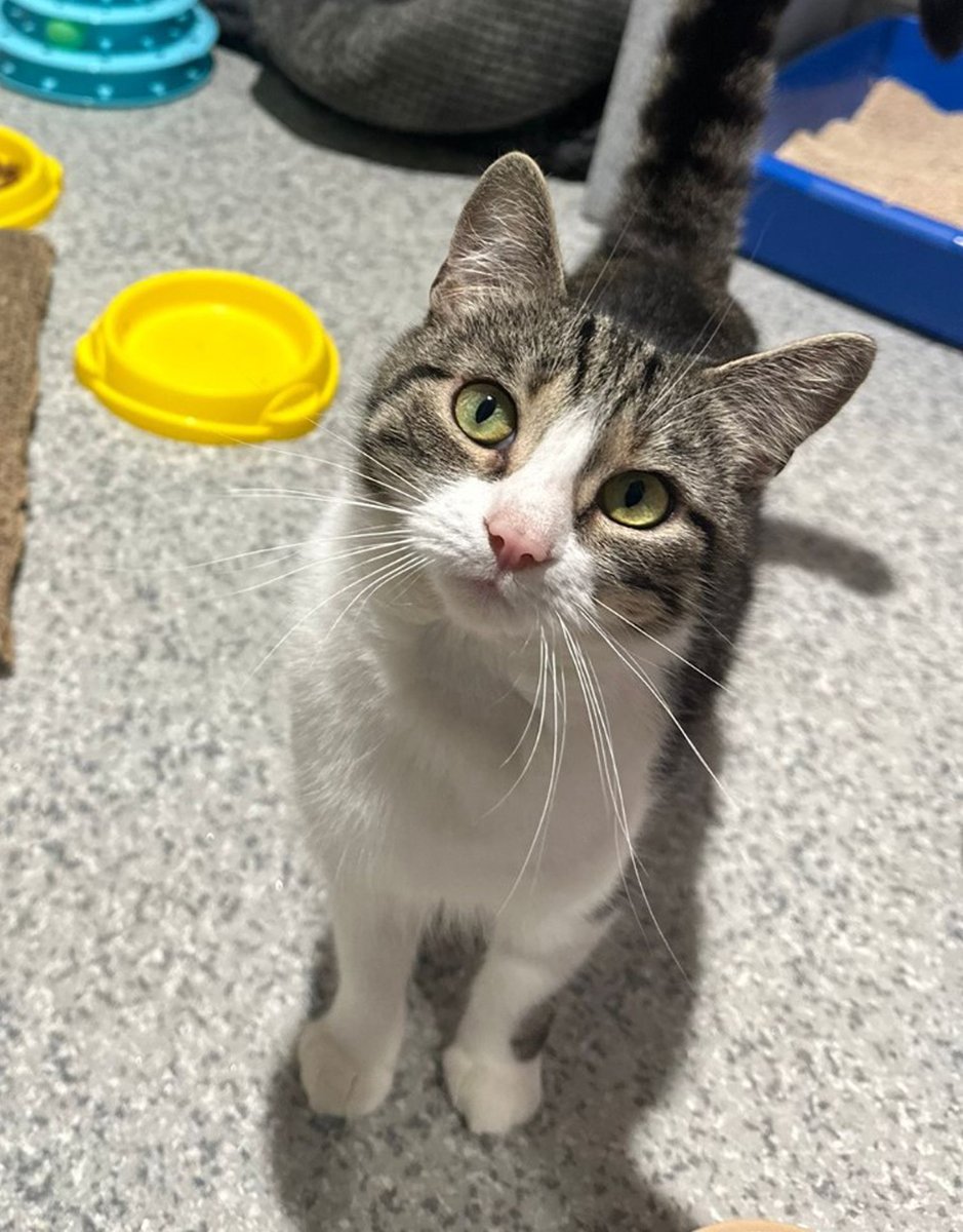 CatsProtection's tweet image. Gaby and Bree were sadly abandoned in a box that read ‘we are homeless’ and found by a dog walker. Thanks to support from @PostcodeLottery and their #PostcodeLotteryPeople, they have been expertly cared for by Scotland Cat Centre and have now gone to their forever home!