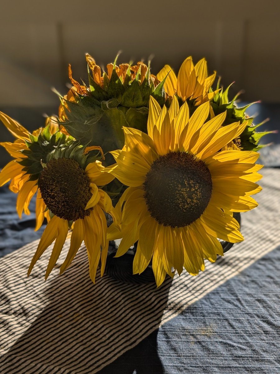 E_R_A_writes's tweet image. Laid off. Instead of wallowing in fear, which is tempting, I&apos;m going to use gift of spare time to finish a few more books. Enjoy these sunflowers from my garden, and have a great Wednesday, friends! 🌻 #funemployed