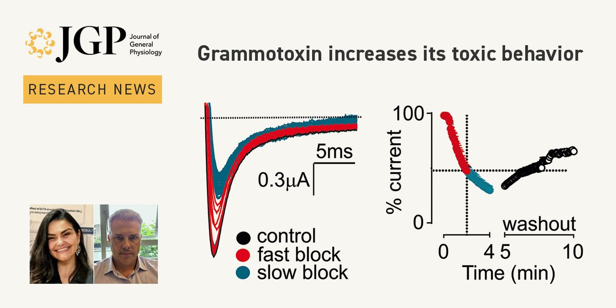Journal of General Physiology (@jgenphysiol) on Twitter photo Grammotoxin increases its toxic behavior. Our Research News highlights study from <a href="/RitaCollaco/">Rita Collaço</a>, <a href="/FilipPetegem/">Filip Van Petegem</a> & Bosmans (hubs.la/Q02R5y1R0): hubs.la/Q02R5yq40 Grammotoxin increases its toxic behavior. Our Research News highlights study from <a href="/RitaCollaco/">Rita Collaço</a>, <a href="/FilipPetegem/">Filip Van Petegem</a> & Bosmans (hubs.la/Q02R5y1R0): hubs.la/Q02R5yq40