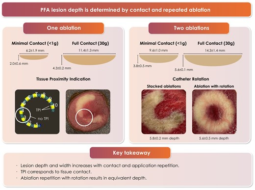 EuropaceEiC's tweet photo. #Europace #Cardiotwitter 

What matters for PFA🏀 lesions depth❓

See this experimental study from @LuigiDiBiaseMD et al

🆓🔗https://t.co/CqIobxkOIG

@GiulioConte9 @FraSantoroMD @marcovitoloMD @AndyZhangMD @Dominik_Linz @BorianiGiuseppe @ESC_Journals @escardio https://t.co/A8phsvpd8G