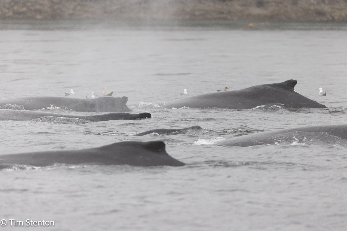 Humpback Whale (Megaptera novaeangliae) Great Bear Rainforest, British Columbia, Canada. Part of a group of up to 13 animals that were bubble net feeding in the area. <a href="/whalesorg/">Whale and Dolphin Conservation (WDC)</a> <a href="/whales_org/">Whale & Dolphin Conservation (WDC)</a> <a href="/ORCA_web/">ORCA</a> <a href="/Bluewater_BC/">Bluewater Adventures</a> #canada #humpback #whale #greatbearrainforest