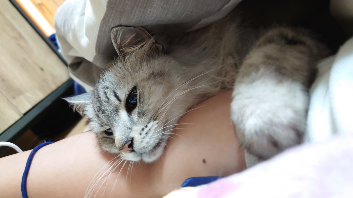 ふらんすねこ様♡ありがとうございます♡ ねこ様 - Search / X