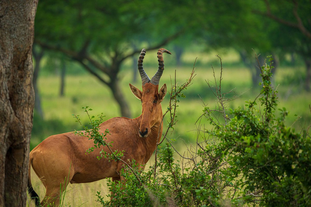 ZumaMukalazi's tweet photo. Jackson's Hartebeest in Murchison Falls National Park are amazing animals with Distinctive twisting horns, Reddish-brown coats, Impressive speed (up to 70 km/h), Its also know for its short memory.
When you happen to come for the #OpenParkDayUG on 17-18th Oct you will see them. https://t.co/3mizcsaPAA