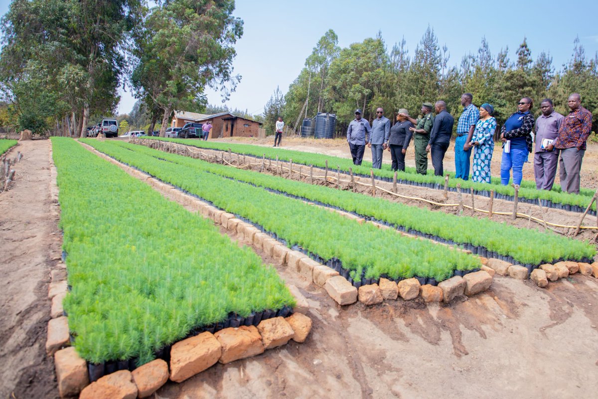 zanpress's tweet photo. Waziri wa Maliasili na Utalii, Balozi, Dk. Pindi Chana Oktoba 2, 2024 ametembelea shamba la Miti Mbizi, lilioko chini ya Wakala wa Huduma za Misitu Tanzania (TFS), Wilaya ya Sumbawanga, Rukwa kukagua uendelevu wa chanzo cha maji na kuona mchango wa shamba hilo kwa jamii. https://t.co/lZ3PBbPWJ4