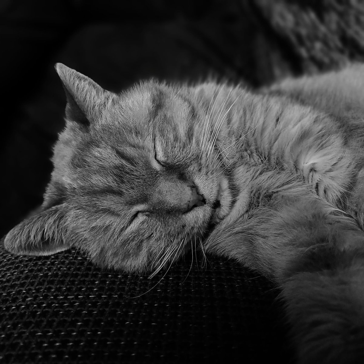 Buitengebieden tweet media