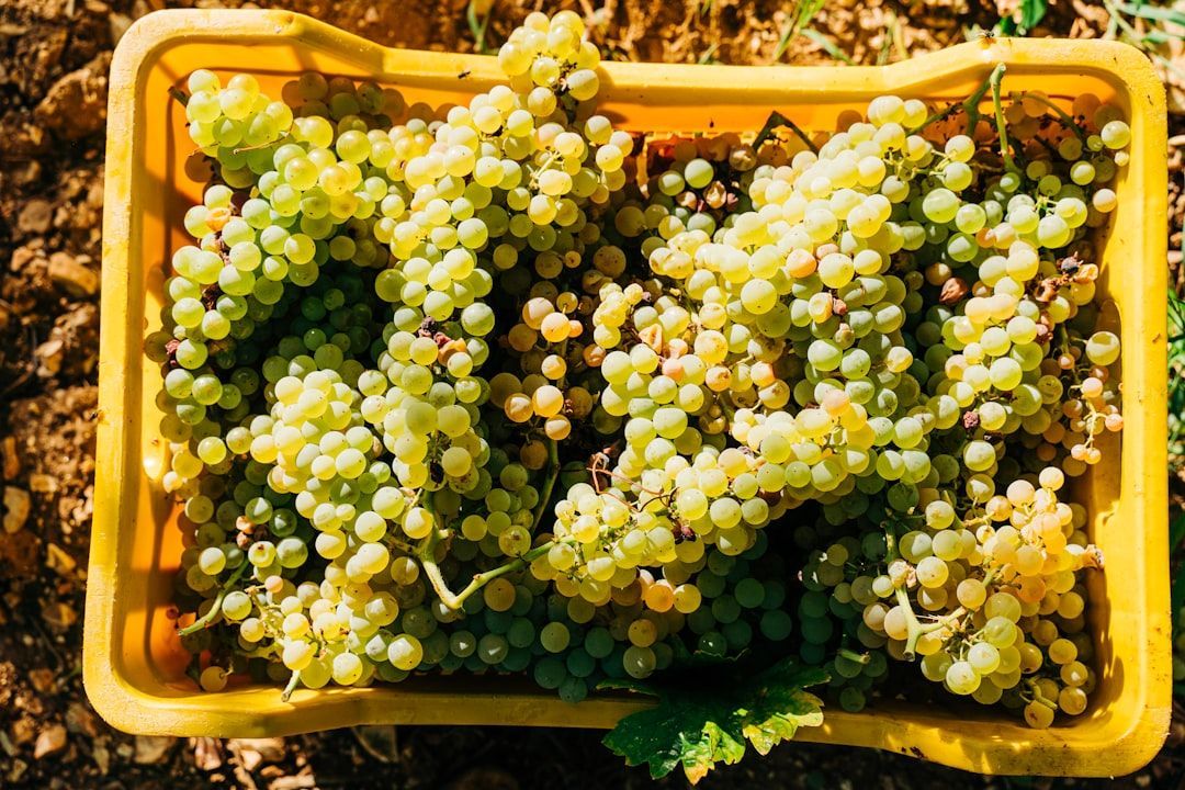🍇Grape harvest is complete, and we've captured the data for our grape intake control within #WiTWINtake 🎉 

⚡Now, it's time to enhance grape quality grading  – the first step toward smarter, data-driven winemaking!🍷 

#Grape #Harvest #AgriTech