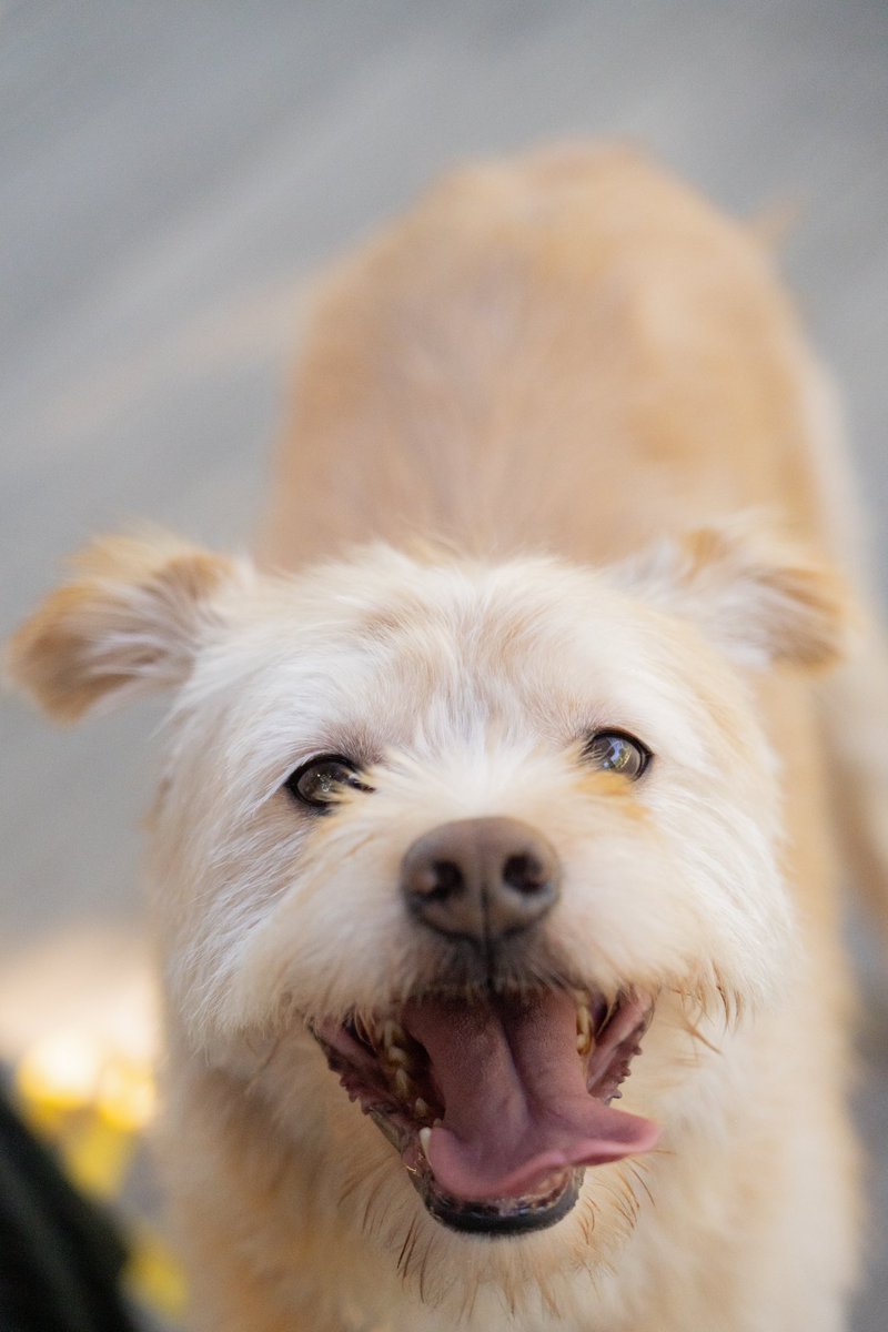 반려동물 스냅사진 자오선 스튜디오 <a href="/studio_zaosun/">자오선✨반려동물스냅</a> 에서 귀리의 성공적인 가족찾기를 위해 촬영도움을 주셨습니다💕 너무너무 이쁘고 착한 귀리, 가족을 찾습니다 !! #익산시보귀리 #가족찾아요 #임시보호 #입양해주세요 #입양홍보