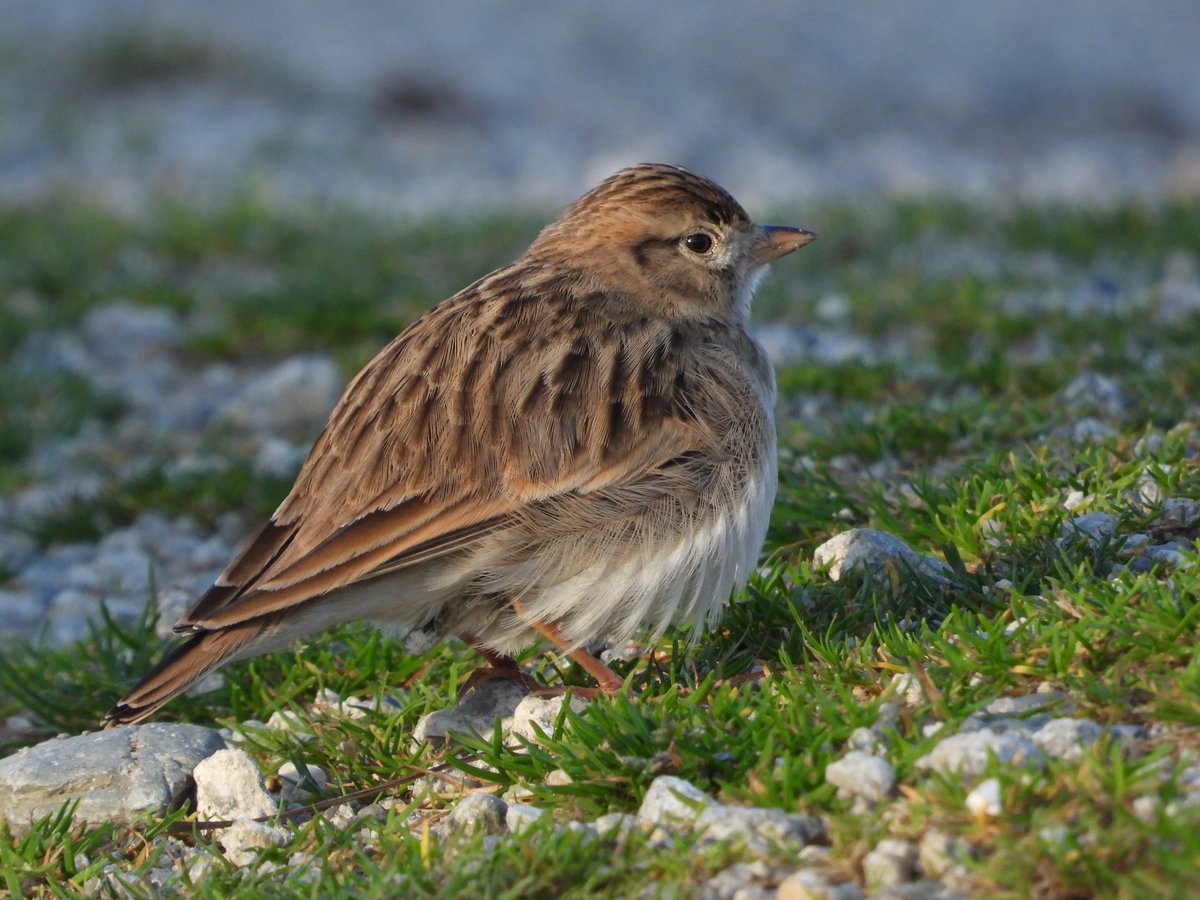 Stunning photo of the long-staying Short-toed Lark captured yesterday by Neil Barnes