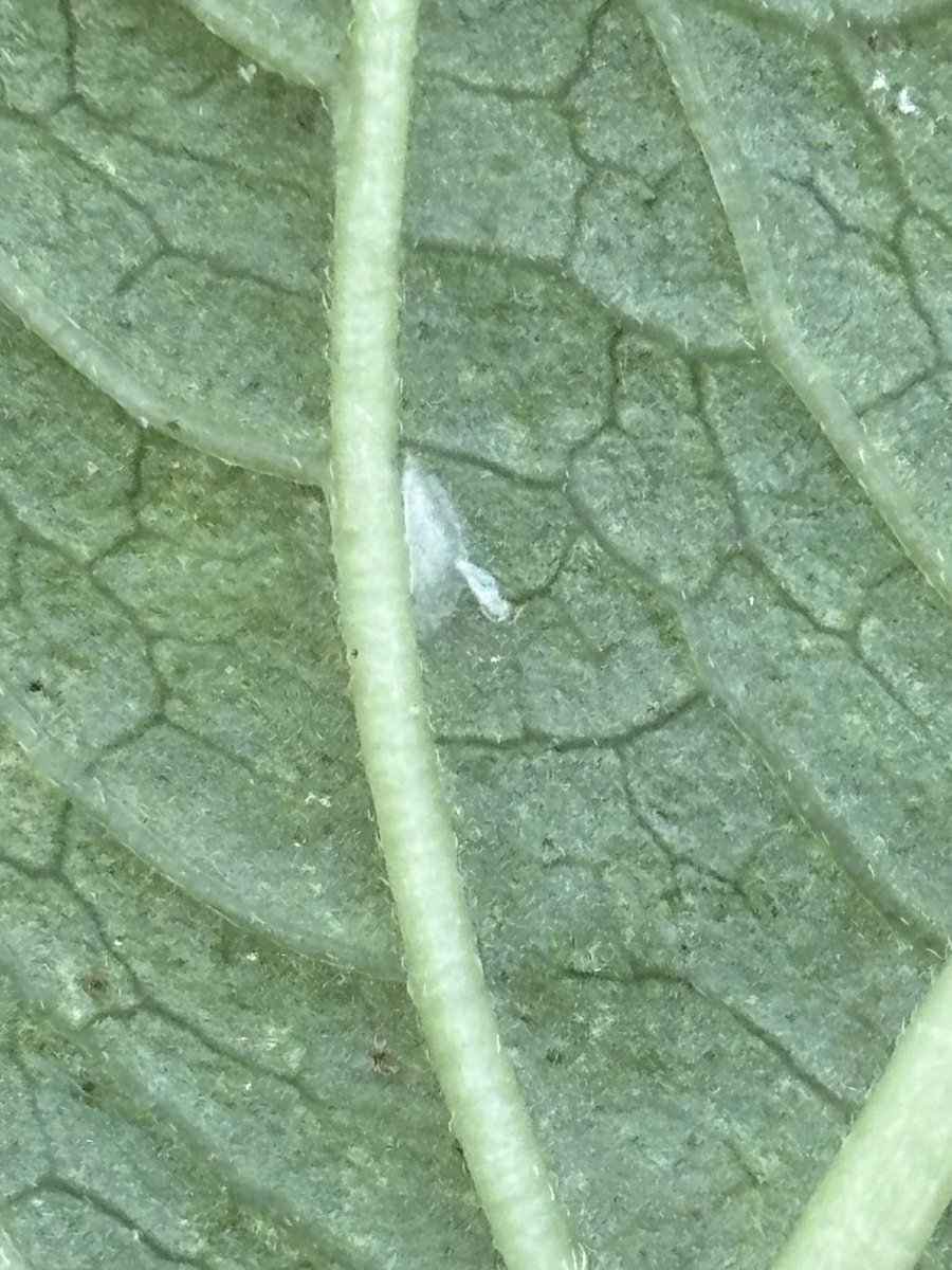 Alliance Sierteelt tweet media